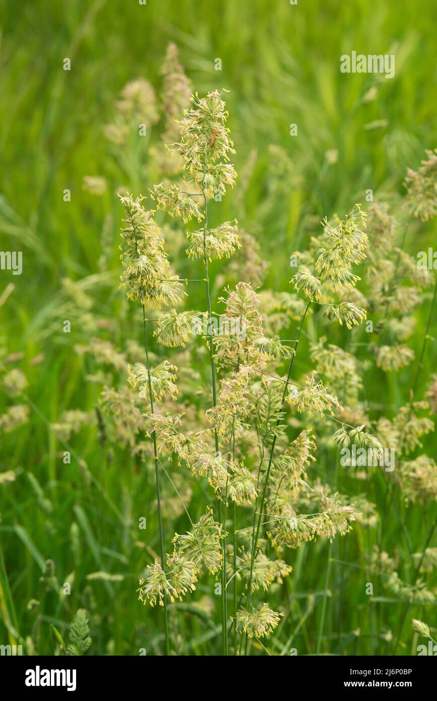 Italy, Lombardy, Cocksfoot Grass, Dactylis Glomerata, Flowers Stock