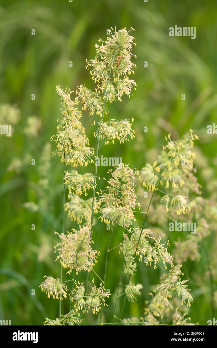 Italy, Lombardy, Cocksfoot Grass, Dactylis Glomerata, Flowers Stock