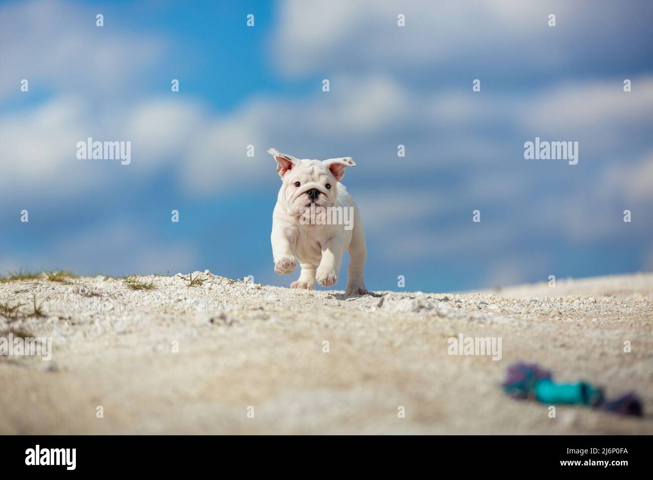 Gorgeous white English Bulldog puppy running towards the toy against a bright blue sky Stock Photo