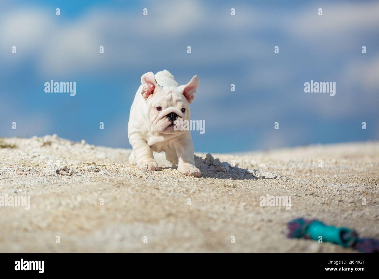 Gorgeous white English Bulldog puppy running towards the toy against a bright blue sky Stock Photo