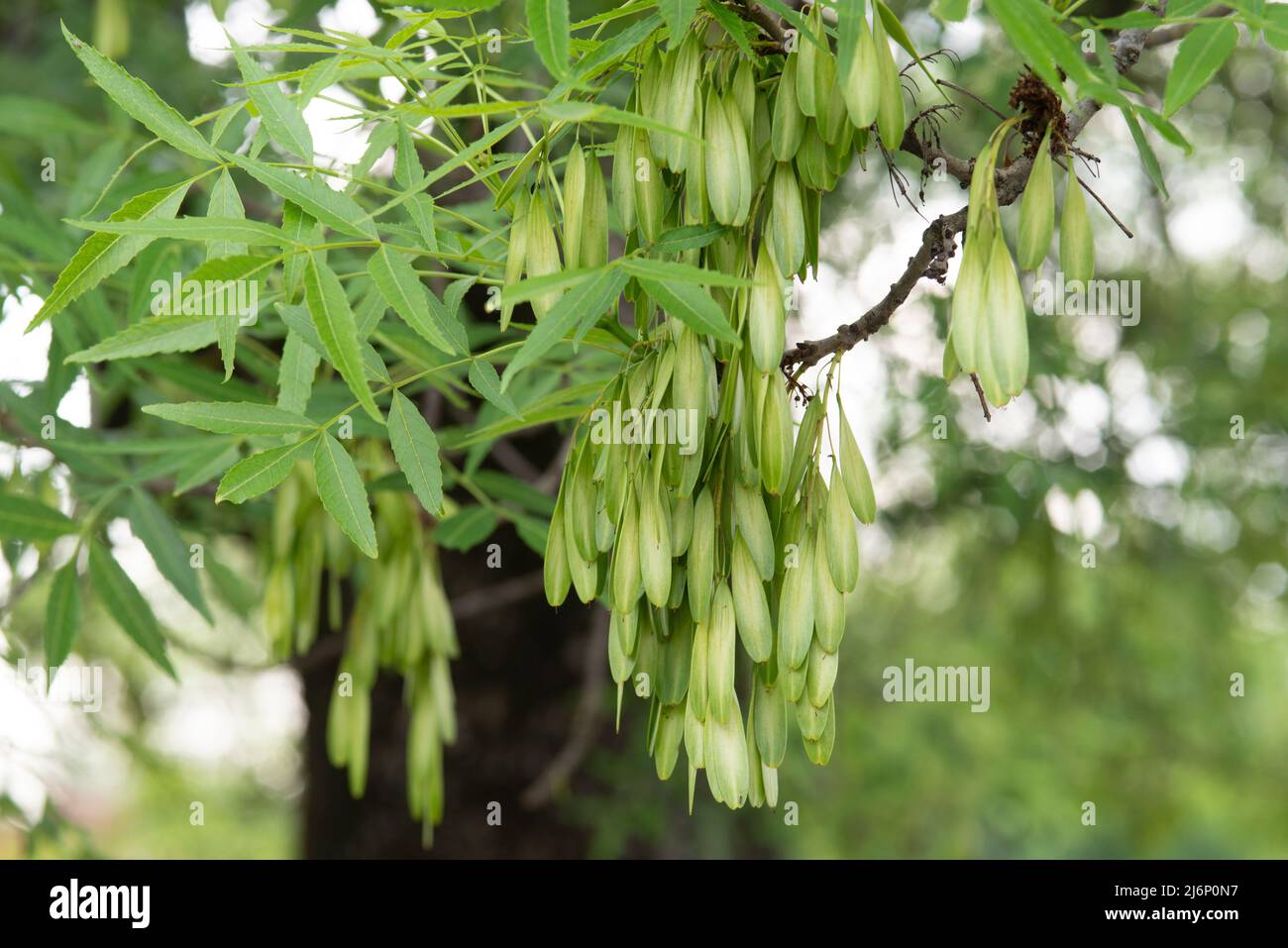 Italy, Lombardy, Ash Tree, Fraxinus Excelsior, Seeds or Fruit Stock Photo