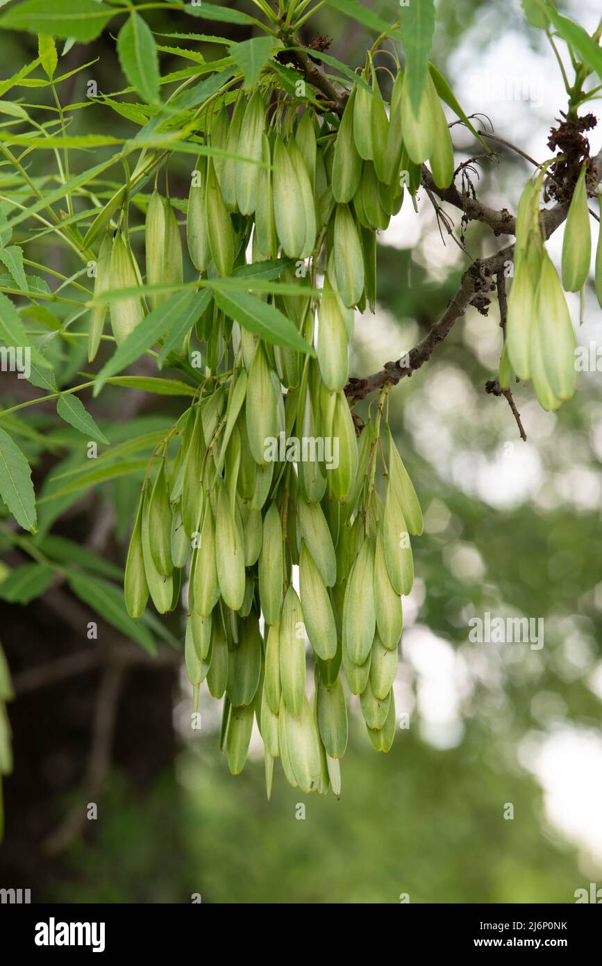 Italy, Lombardy, Ash Tree, Fraxinus Excelsior, Seeds or Fruit Stock Photo