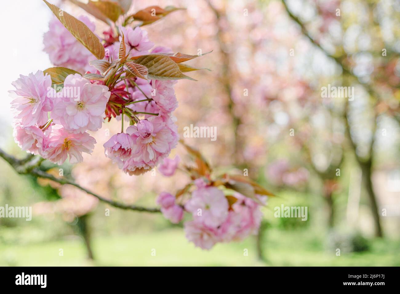 Fruit tree blossom Stock Photo Alamy