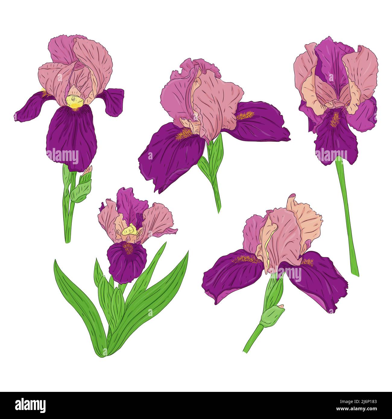 Iris vector vectors hi res stock photography and images   Alamy