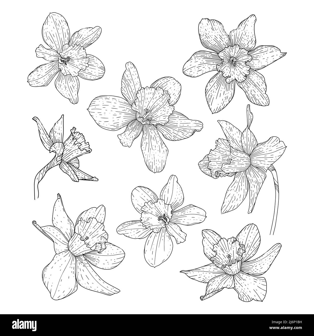 Beautiful blooming daffodil flower set. Buds for wedding and romantic decor. Outline. Spring mood. Floral collection in doodle style. Black-white vect Stock Vector