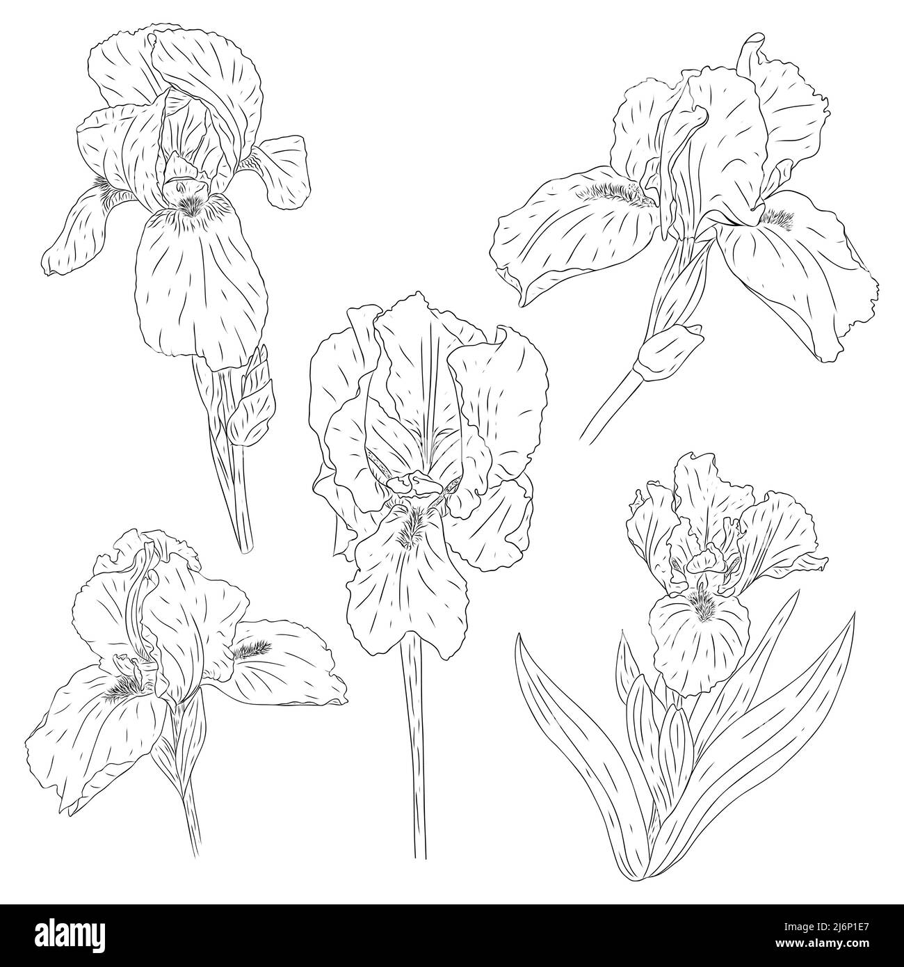 Set of blooming iris flowers. Collection of colors with texture in the outline style. Sketch for the design of cards and invitations. Black-white Bota Stock Vector