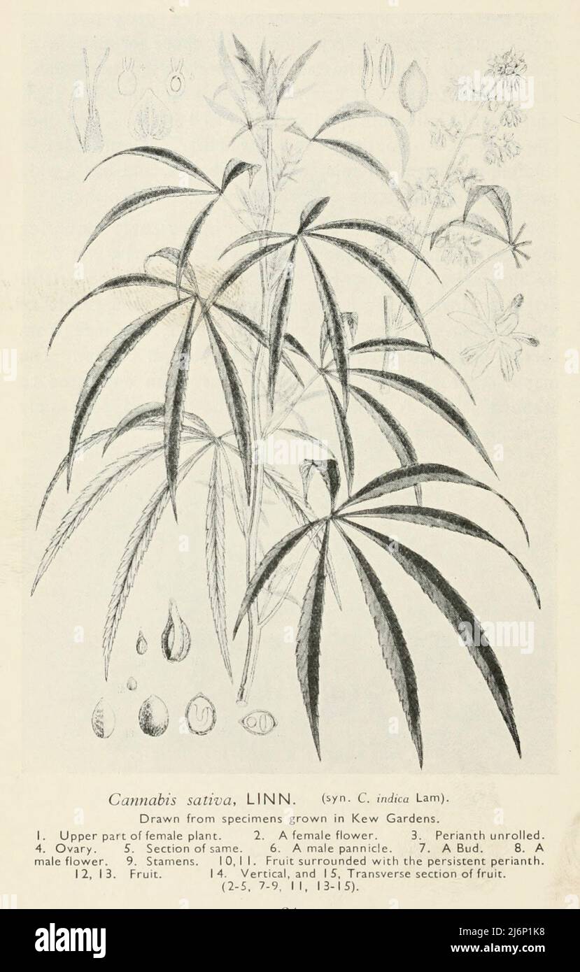 Cannabis sativa (Hemp) from the book ' The romance of Empire drugs ' Published in London by the Scientific Department at Stafford Allen and Sons, Ltd Stock Photo