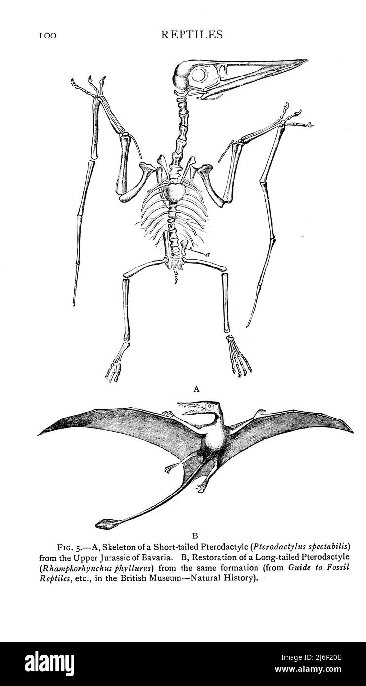 Skeleton of a short-tailed Pterodactyle (Pterodactylus spectabilis). [Top] Restoration of a long-tailed Pterodactyle (Rhamphorhynchus phyllurns) [Bottom]. from the book ' Reptiles, amphibia, fishes and lower chordata ' by Joseph Thomas Cunningham, Richard Lydekker, George Albert Boulenger, John Arthur Thomson, Publication date 1912 Publisher London : Methuen Stock Photo
