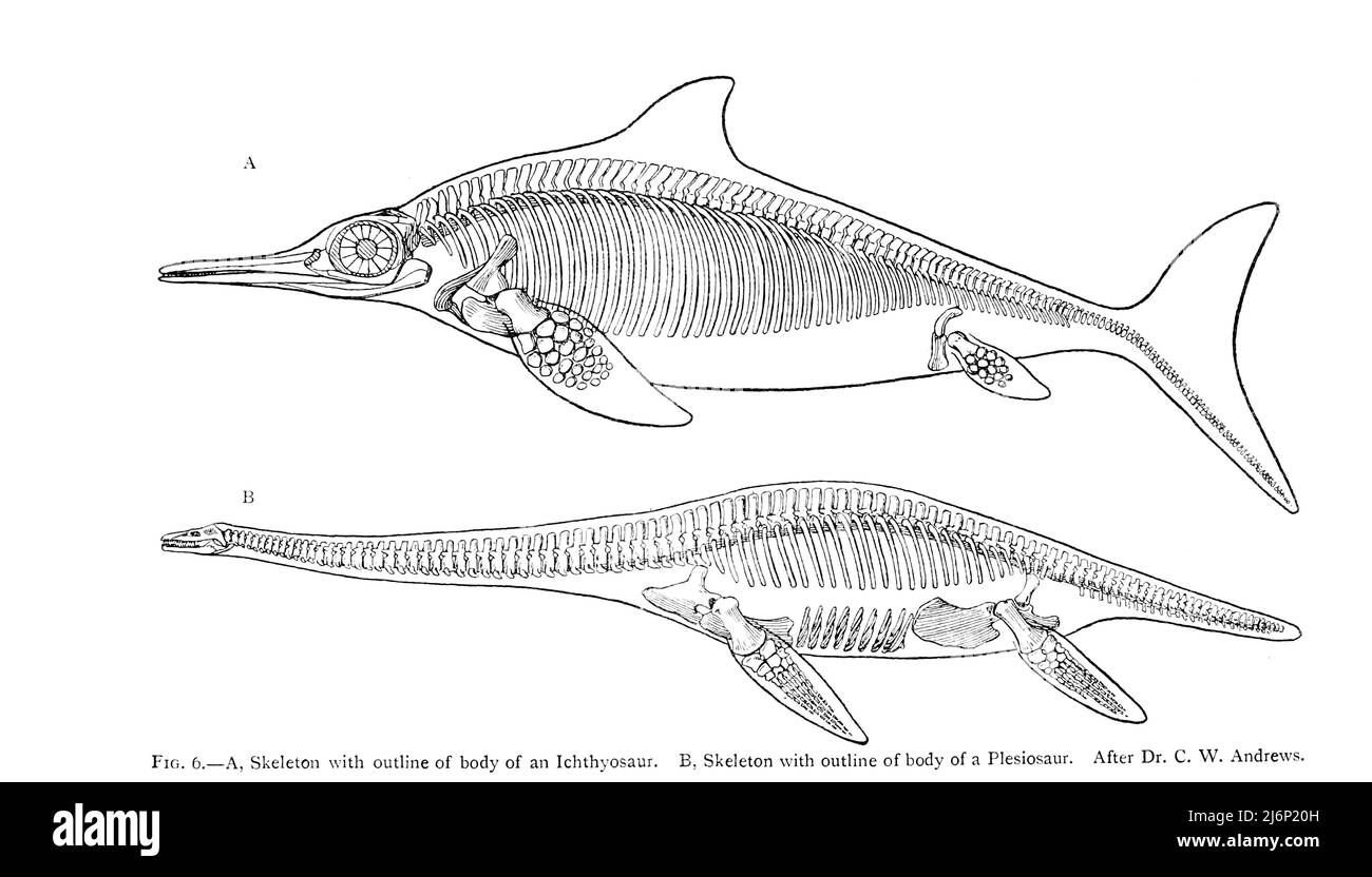 Skeleton with outline of body of an Ichthyosaur. [Top] Skeleton with outline of body of a Plesiosaur [bottom]from the book ' Reptiles, amphibia, fishes and lower chordata ' by Joseph Thomas Cunningham, Richard Lydekker, George Albert Boulenger, John Arthur Thomson, Publication date 1912 Publisher London : Methuen Stock Photo