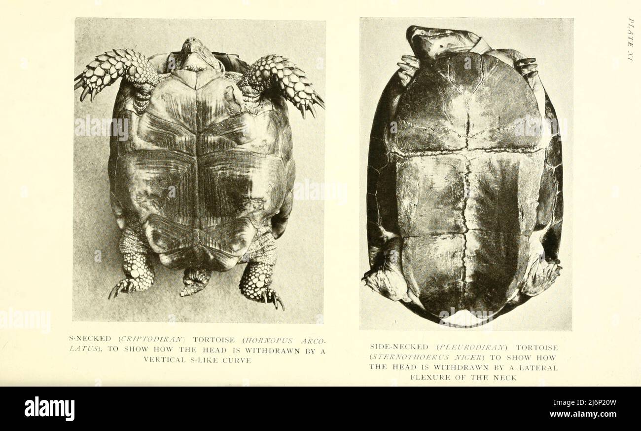 S-necked (Cryptodiran) Tortoise (Horuopus arcolatus), to show how the head is withdrawn by a vertical S-like curve. [Left] Side-necked (Pleurodirati) Tortoise (Stcrnothocrus niger), to show how the head is withdrawn by a lateral flexure of the neck [right]. from the book ' Reptiles, amphibia, fishes and lower chordata ' by Joseph Thomas Cunningham, Richard Lydekker, George Albert Boulenger, John Arthur Thomson, Publication date 1912 Publisher London : Methuen Stock Photo