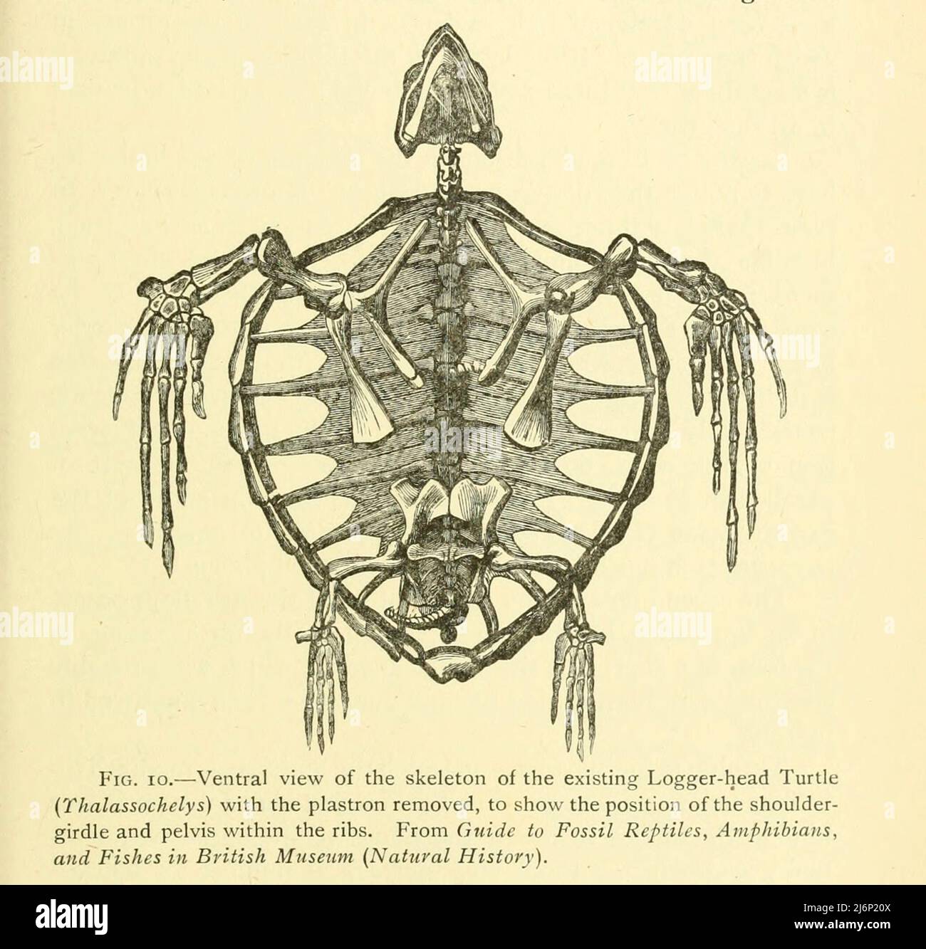 Ventral view of the skeleton of the existing Logger-head Turtle (Thalassochelys) with the plastron removed to show the position of the shoulder-girdle and pelvis within the ribs from the book ' Reptiles, amphibia, fishes and lower chordata ' by Joseph Thomas Cunningham, Richard Lydekker, George Albert Boulenger, John Arthur Thomson, Publication date 1912 Publisher London : Methuen Stock Photo
