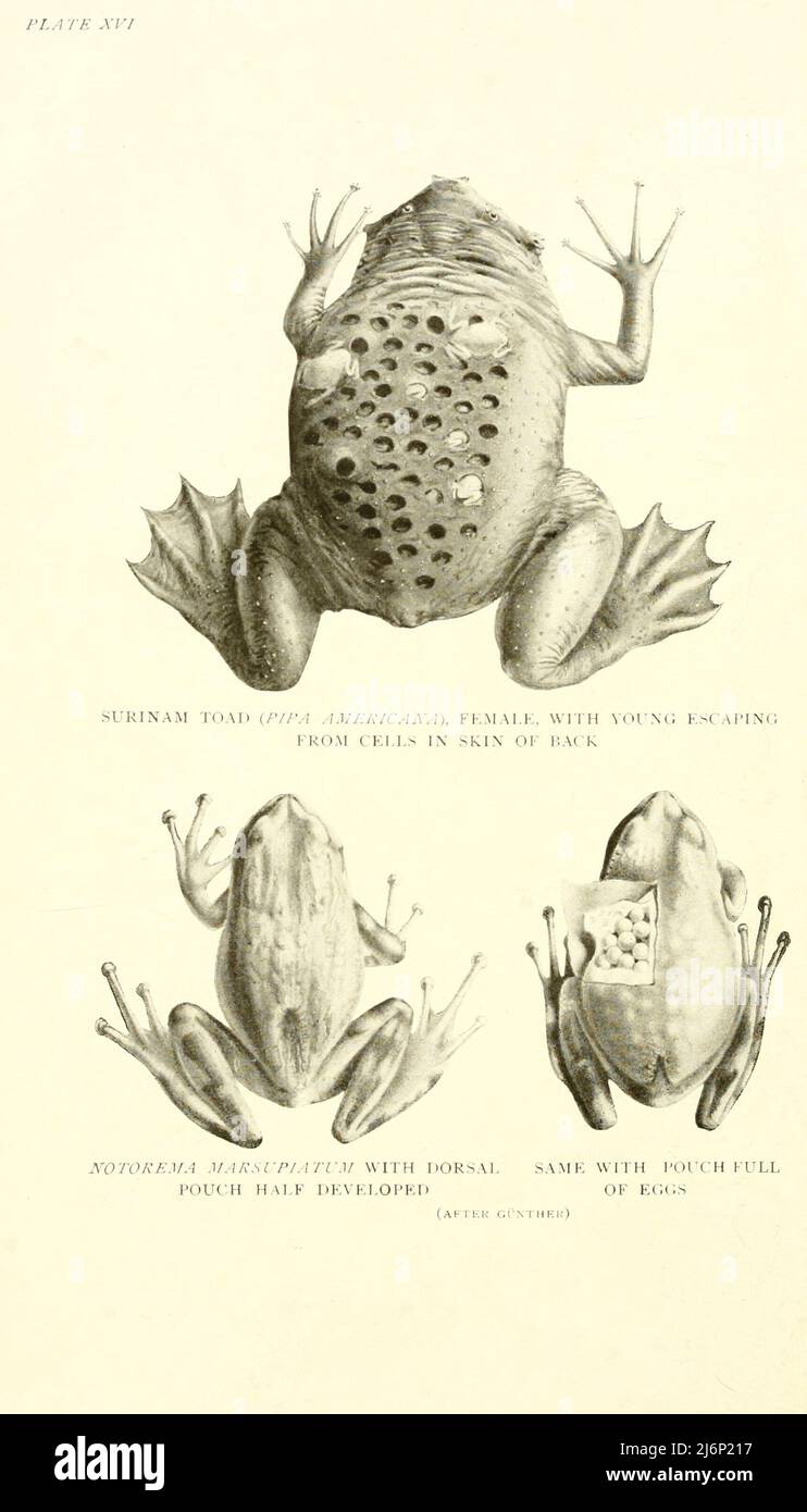 Surinam Toad (Pipa americana), female with young escaping from cells in skin of back [top].  Nototrema marsupiatum, with dorsal pouch half developed. C, Same with pouch full of eggs [bottom] from the book ' Reptiles, amphibia, fishes and lower chordata ' by Joseph Thomas Cunningham, Richard Lydekker, George Albert Boulenger, John Arthur Thomson, Publication date 1912 Publisher London : Methuen Stock Photo
