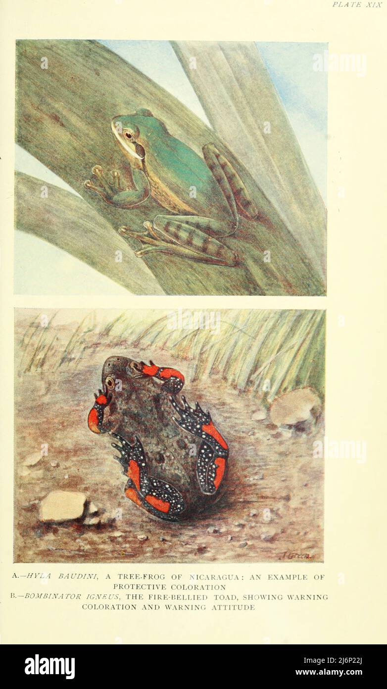 Hyla baudini, a Treefrog of Nicaragua; an example of protective