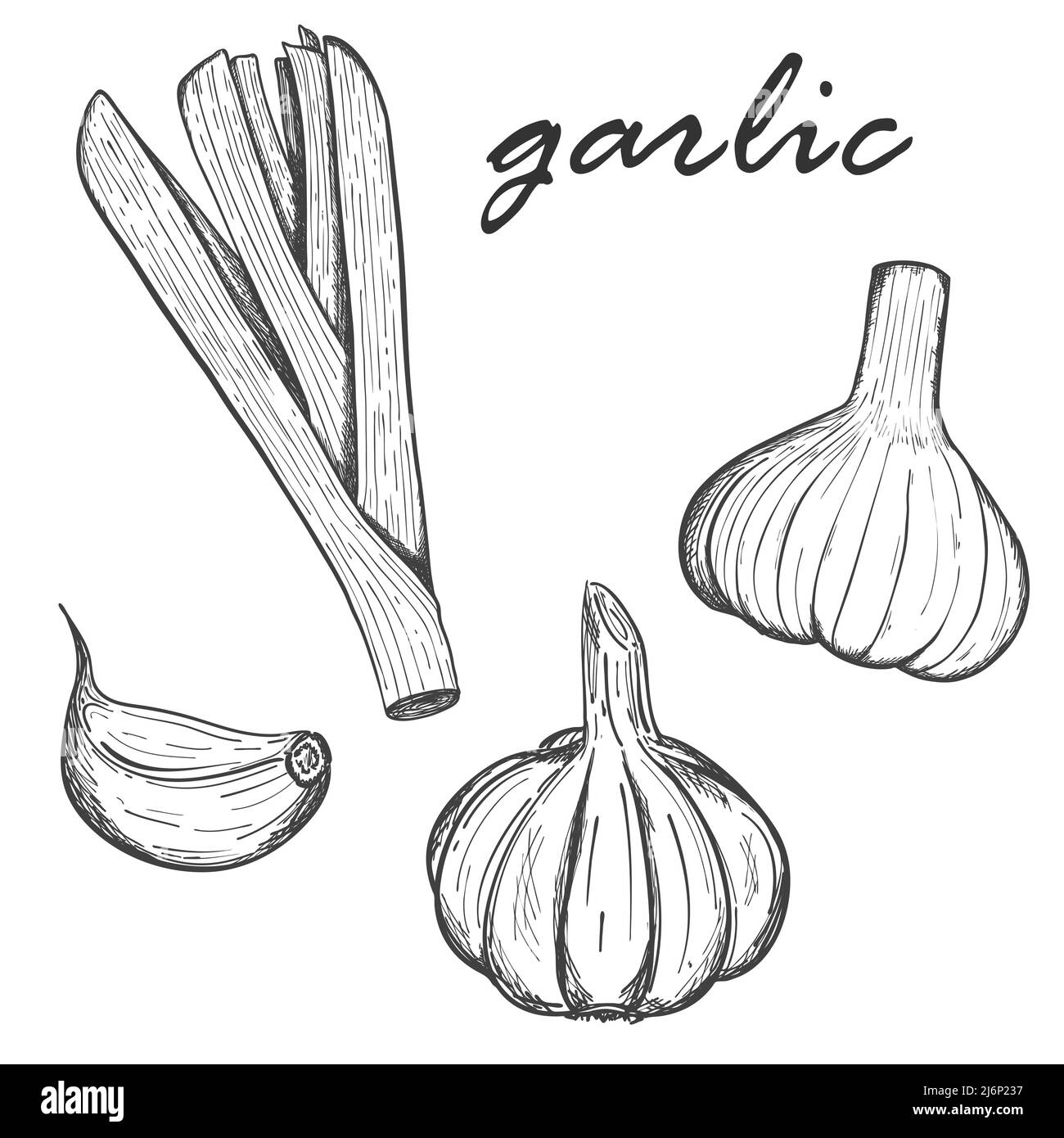 A collection of garlic. Set of garlic Clove, whole head and greens. For menu design, recipes, and cooking magazines. Black and white vector illustrati Stock Vector