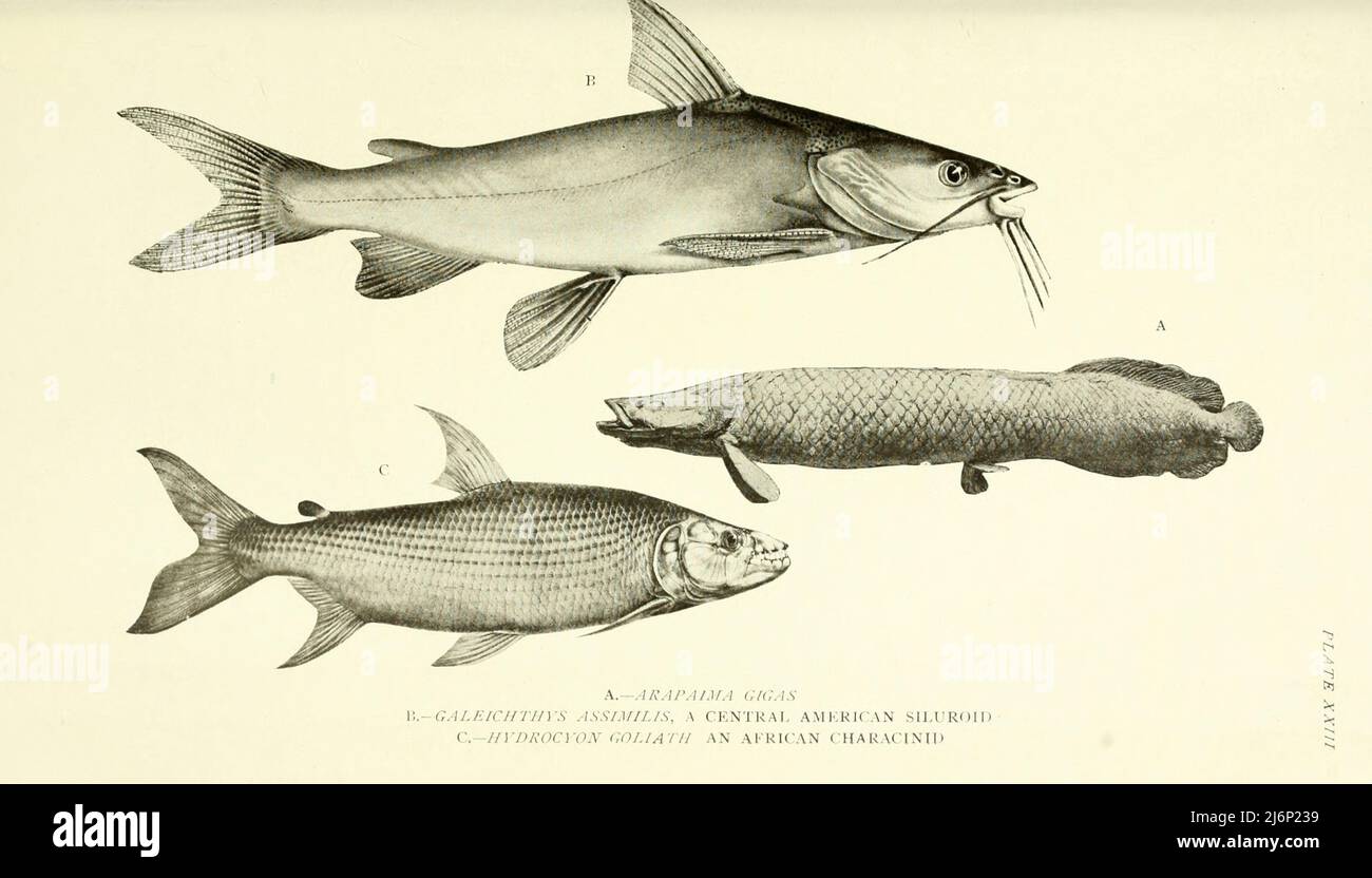 Arapaima gigas [top]. Galeichthys assimilis, a Central American Siluroid [centre]. Hydrocyon goliath, an African Characinid [bottom] from the book ' Reptiles, amphibia, fishes and lower chordata ' by Joseph Thomas Cunningham, Richard Lydekker, George Albert Boulenger, John Arthur Thomson, Publication date 1912 Publisher London : Methuen Stock Photo