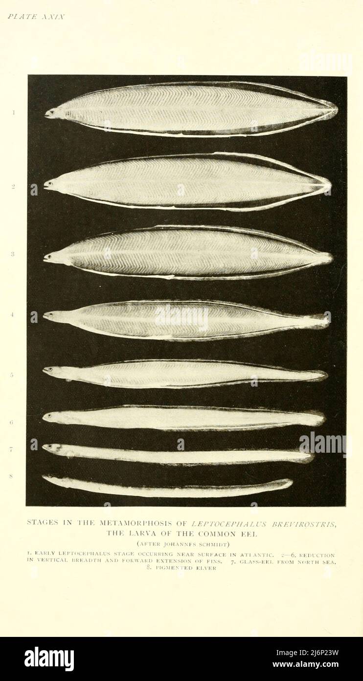 Stages in the metamorphosis of Leptocephalus brevirostris, the larva of the Common Eel from the book ' Reptiles, amphibia, fishes and lower chordata ' by Joseph Thomas Cunningham, Richard Lydekker, George Albert Boulenger, John Arthur Thomson, Publication date 1912 Publisher London : Methuen Stock Photo