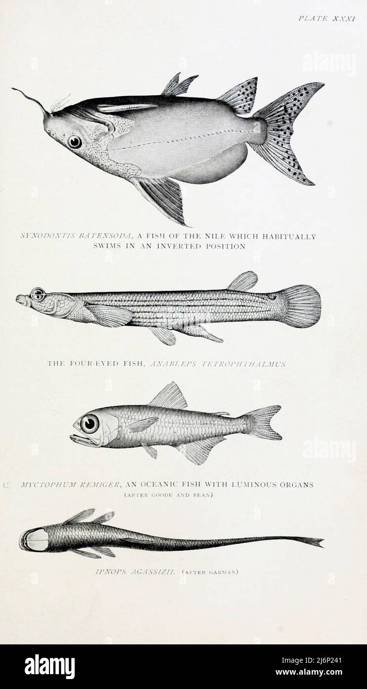 Synodontis batensoda, a fish of the Nile which habitually swims in an inverted position [top]. The Four-eyed Fish, Anableps tetrophthalmus. [Centre], Myctophum remiger, an oceanic fish with luminous organs [Centre]. Ipnops agassizii [bottom] from the book ' Reptiles, amphibia, fishes and lower chordata ' by Joseph Thomas Cunningham, Richard Lydekker, George Albert Boulenger, John Arthur Thomson, Publication date 1912 Publisher London : Methuen Stock Photo