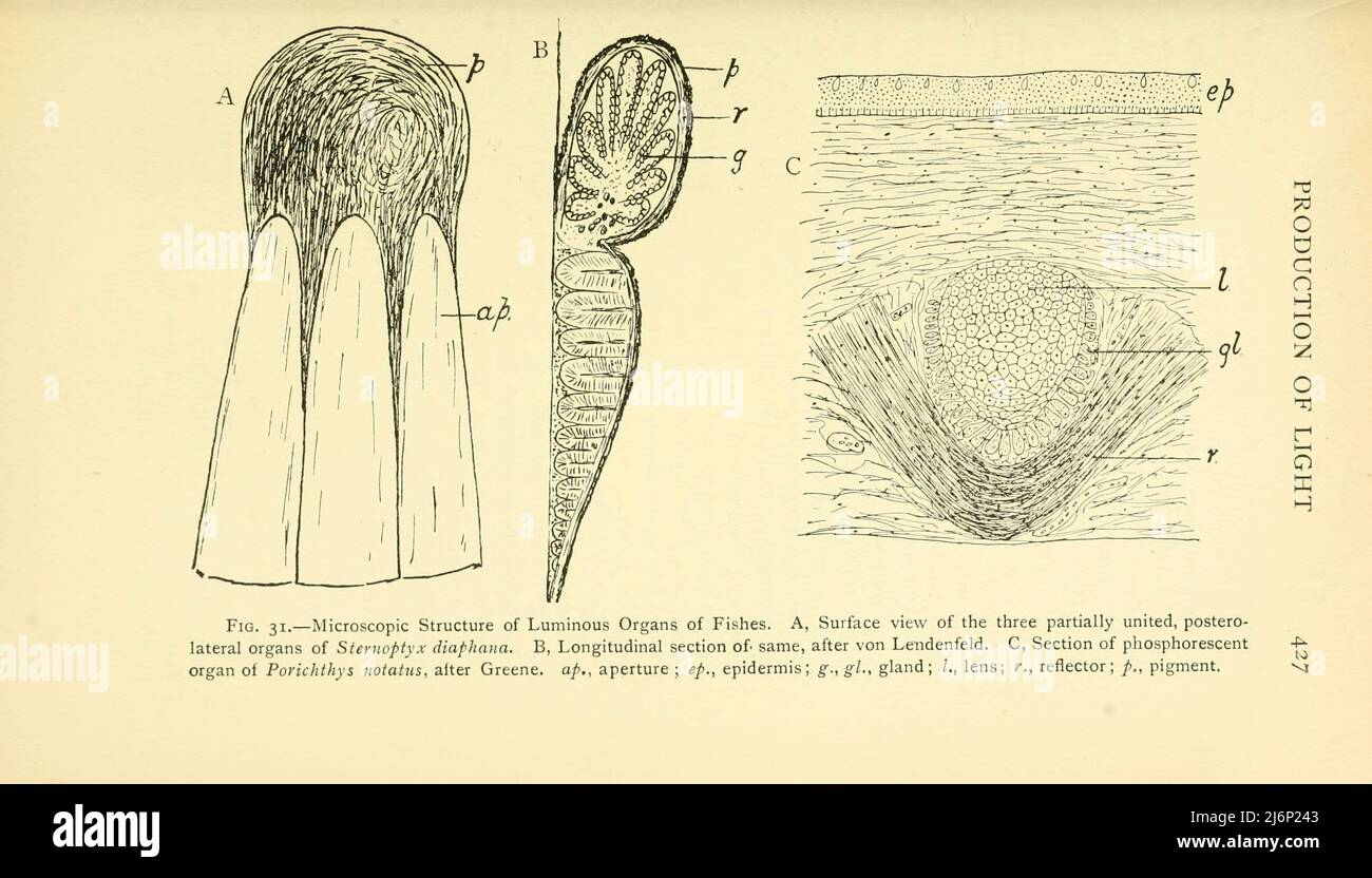 Microscopic Structure of Luminous Organs of Fishes. Surface view of the three partially united postero-lateral organs of Sternoptyx diaphana.  Longitudinal section of same. from the book ' Reptiles, amphibia, fishes and lower chordata ' by Joseph Thomas Cunningham, Richard Lydekker, George Albert Boulenger, John Arthur Thomson, Publication date 1912 Publisher London : Methuen Stock Photo