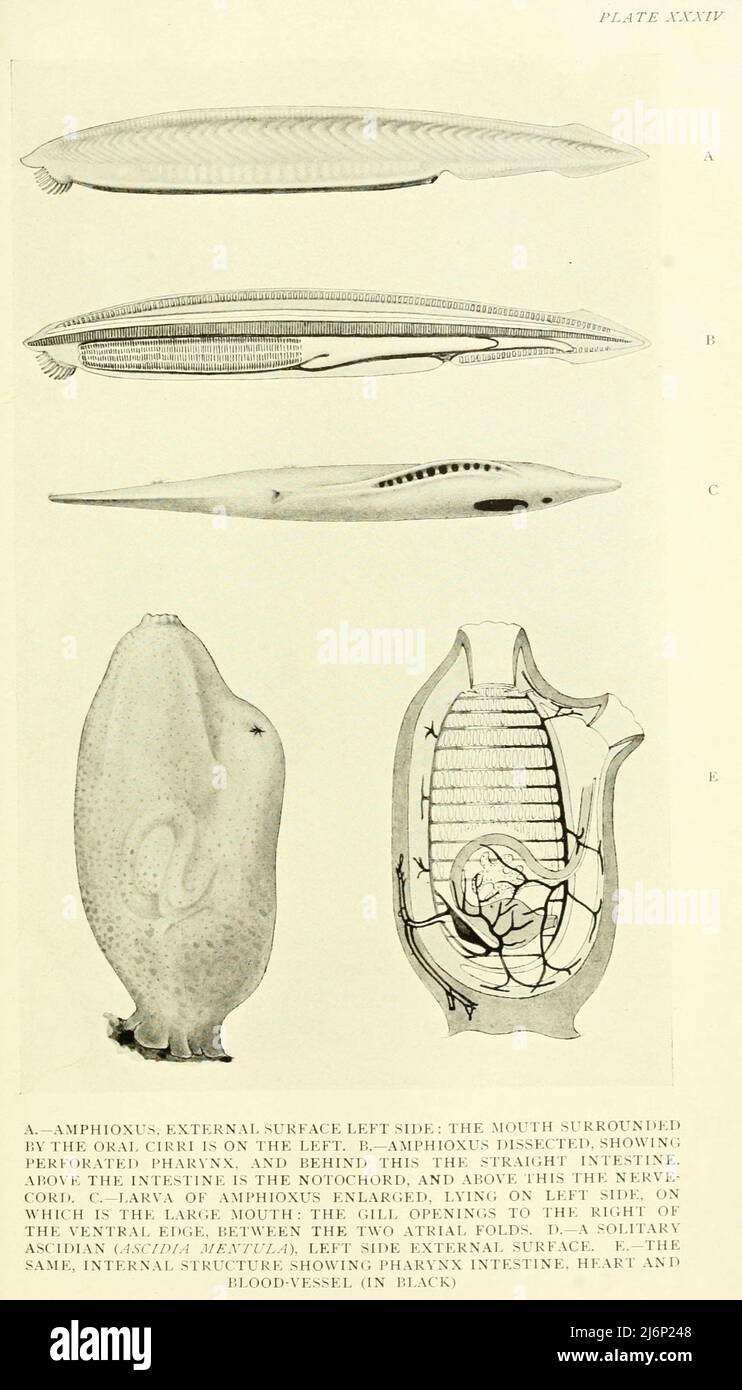 A, Amphioxus external surface, left side. B, Amphioxus dissected. C, Larva of Amphioxus enlarged, lying on left side. D, A solitary Ascidian (Ascidia mentula), left side, external surface. E, The same, internal structure from the book ' Reptiles, amphibia, fishes and lower chordata ' by Joseph Thomas Cunningham, Richard Lydekker, George Albert Boulenger, John Arthur Thomson, Publication date 1912 Publisher London : Methuen Stock Photo