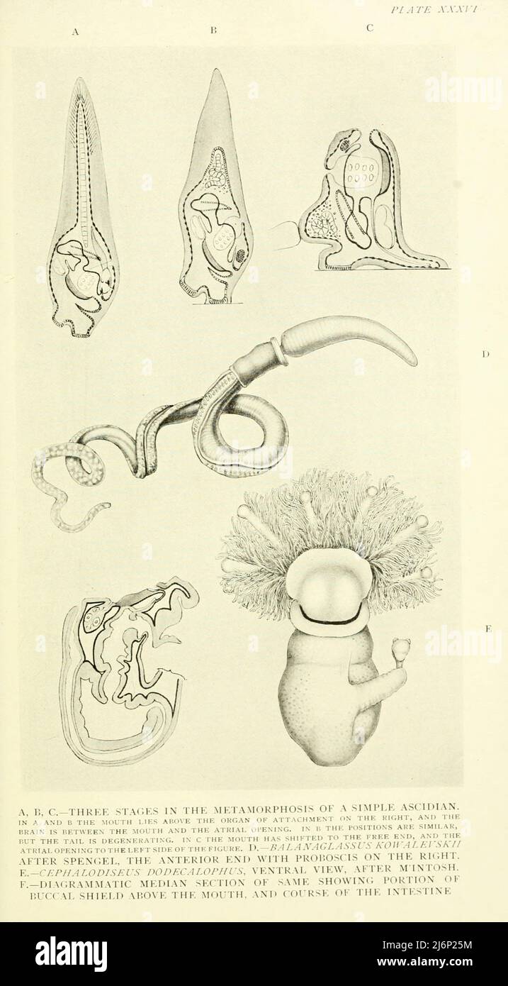A, B, C, Three stages in the metamorphosis of a simple Ascidian. D, Balanoglossus kowalevskii. E, Cephalodiscus dodecalophus, ventral view from the book ' Reptiles, amphibia, fishes and lower chordata ' by Joseph Thomas Cunningham, Richard Lydekker, George Albert Boulenger, John Arthur Thomson, Publication date 1912 Publisher London : Methuen Stock Photo