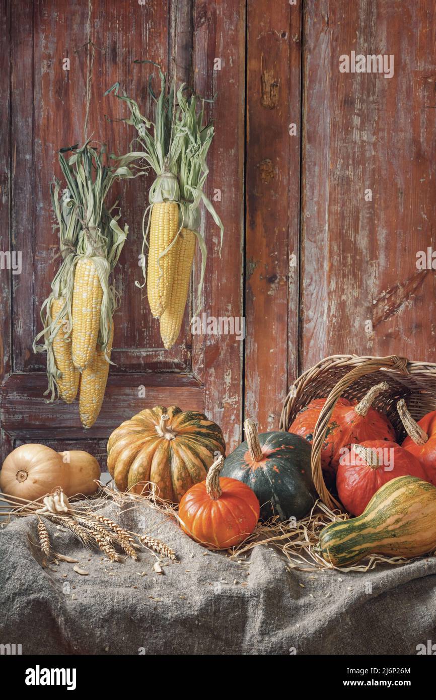 Autumn still life with pumpkin fruits of different colors and sizes in ...