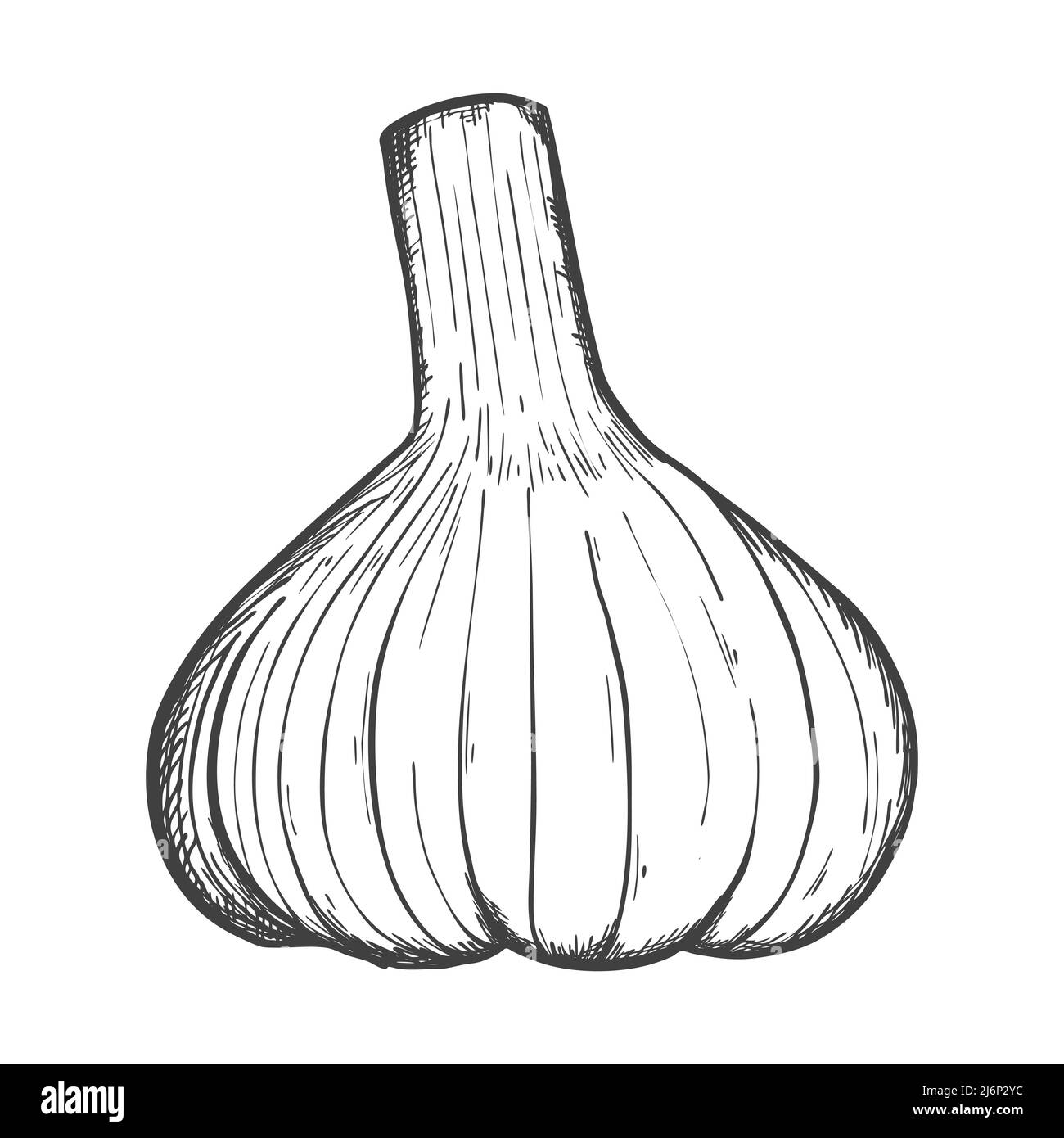 Sketch of a garlic head. Food sketching. Whole garlic in the skin. For menu design, recipes, and cooking magazines. Black and white vector illustratio Stock Vector