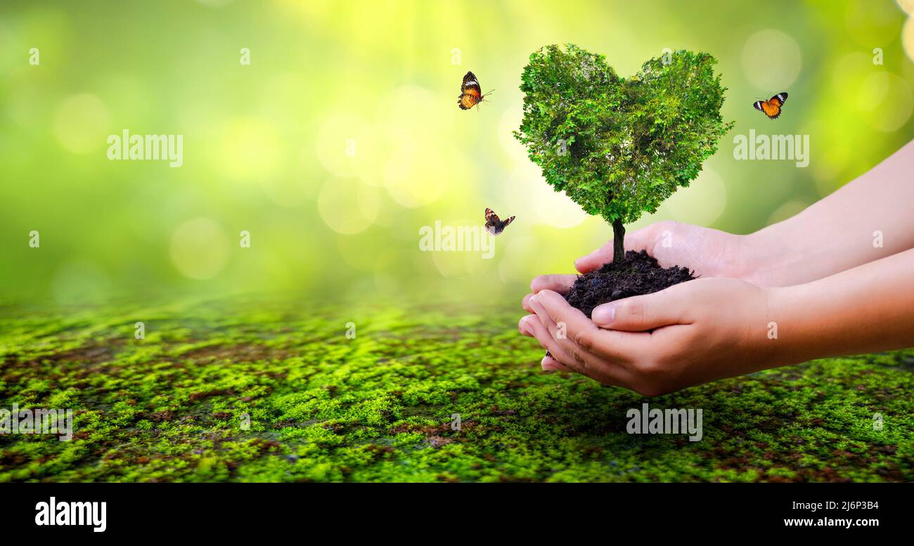 hand holding a heart tree environment earth day Stock Photo