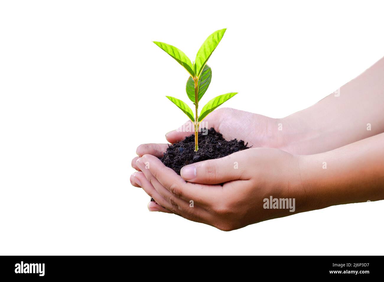 hand holding a tree environment earth day white background isolate Stock Photo