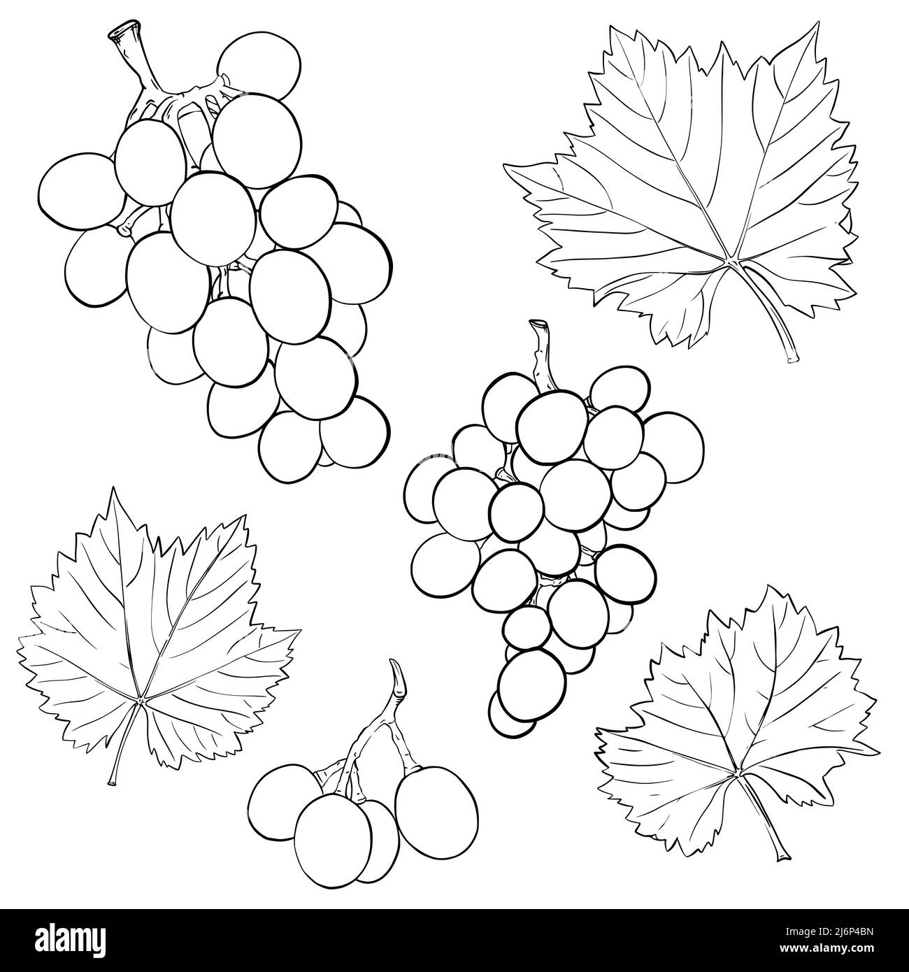 Black And White Grapes