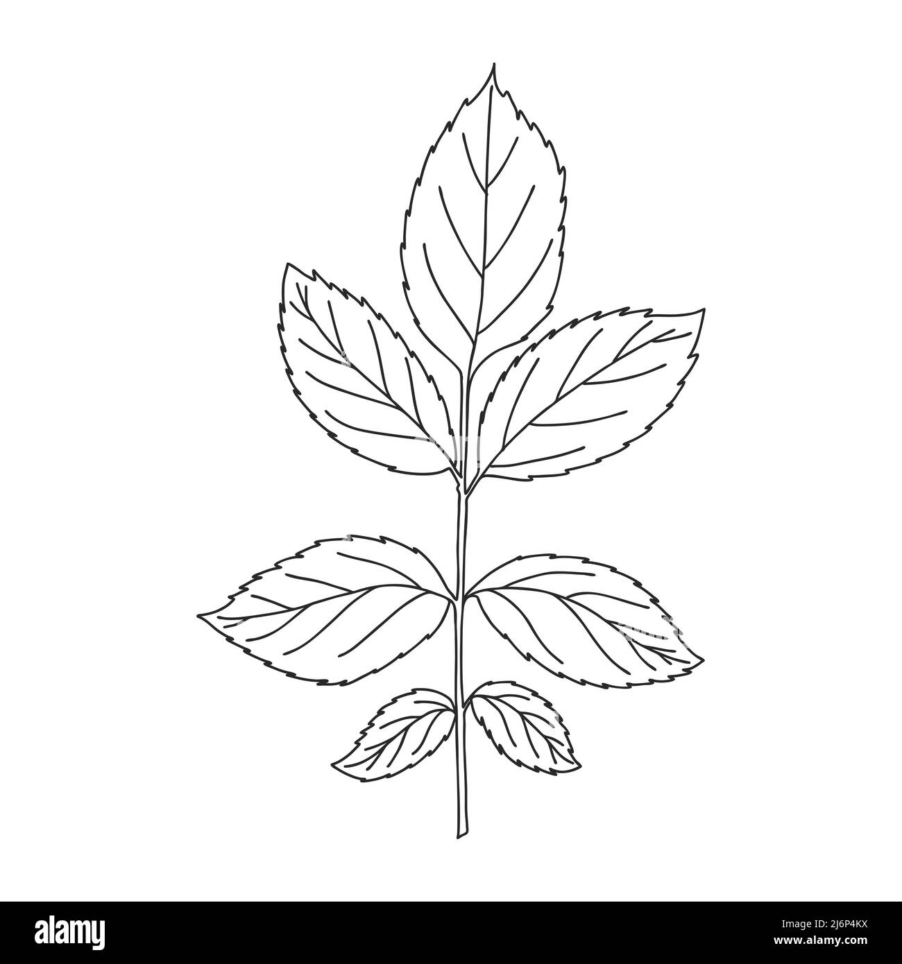 A branch with symmetrical leaves with notches. Botanical design element for magazines, articles and brochures. Simple black and white vector illustrat Stock Vector