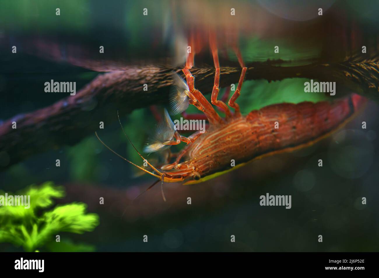 Macro shot of Freshwater Bamboo Shrimp. Atyopsis moluccensis. Stock Photo