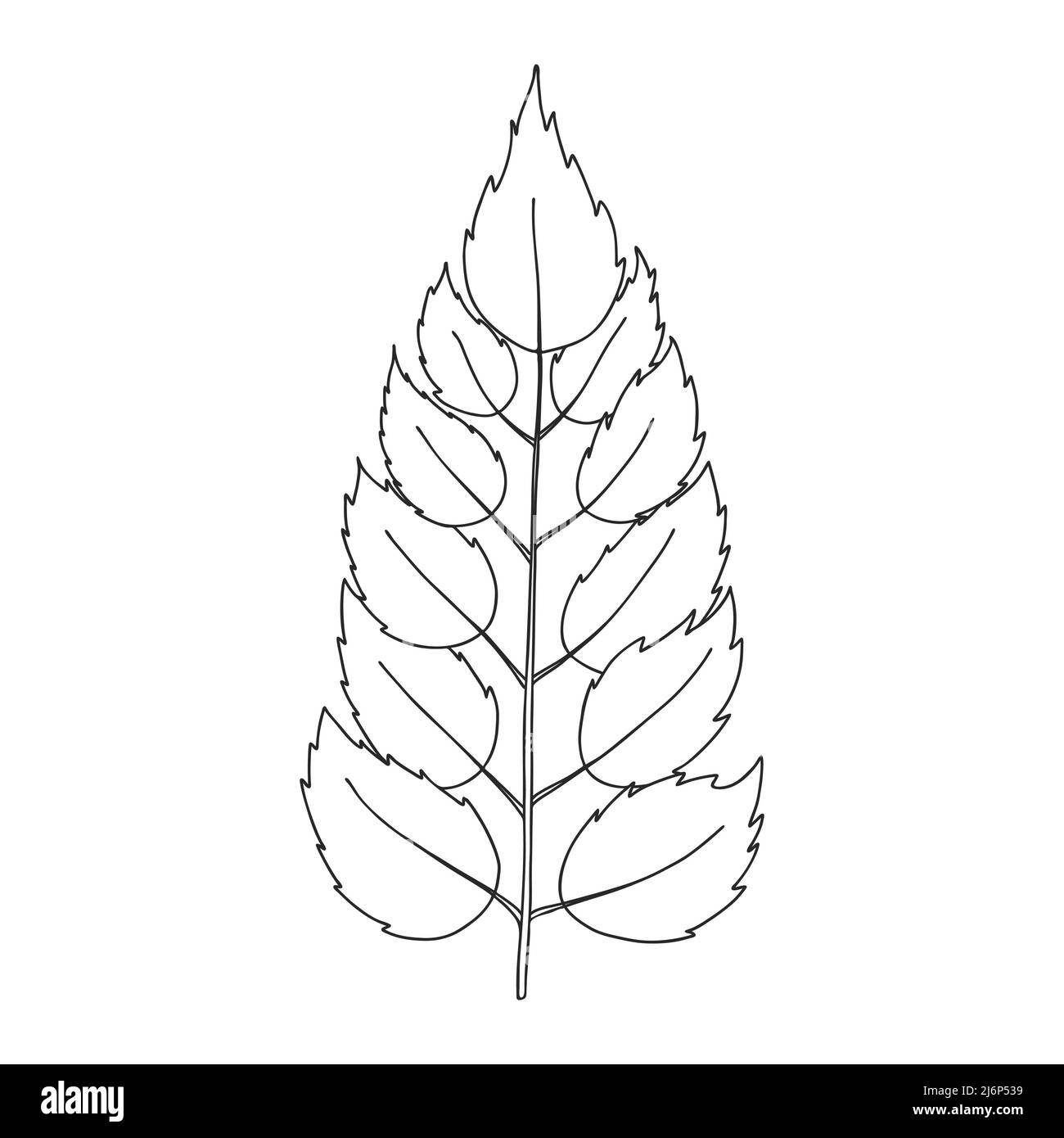 A branch with symmetrical leaves with notches. Botanical design element for magazines, articles and brochures. Simple black and white vector illustrat Stock Vector