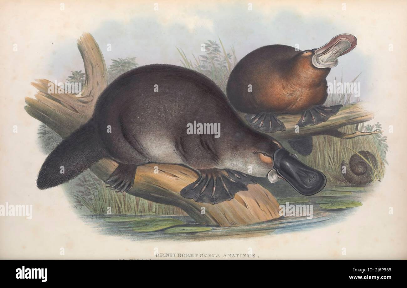 Egg laying mammals hires stock photography and images Alamy