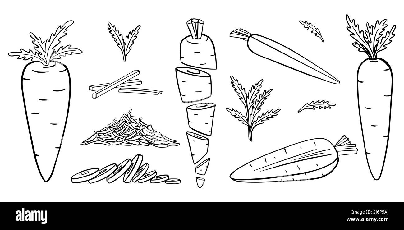 Carrots in Doodle style. Collection of hand-drawn vegetables. Whole, cut, sliced, grated, with leaves.Outline.Elements are isolated on white. For food Stock Vector