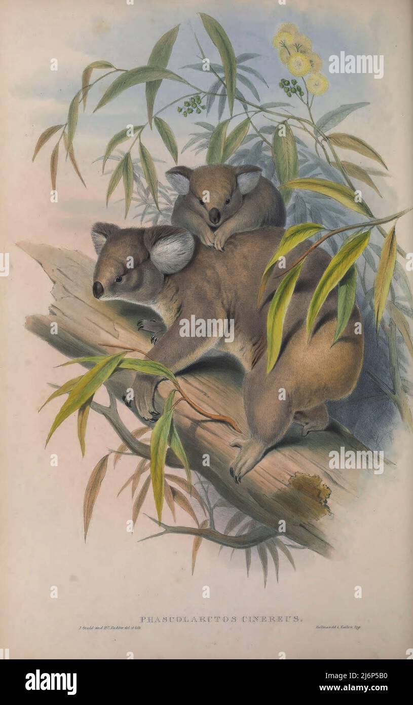その他 THE KOALA: A Natural History Koala: A Natural History and an Uncertain Future (Science on Tap