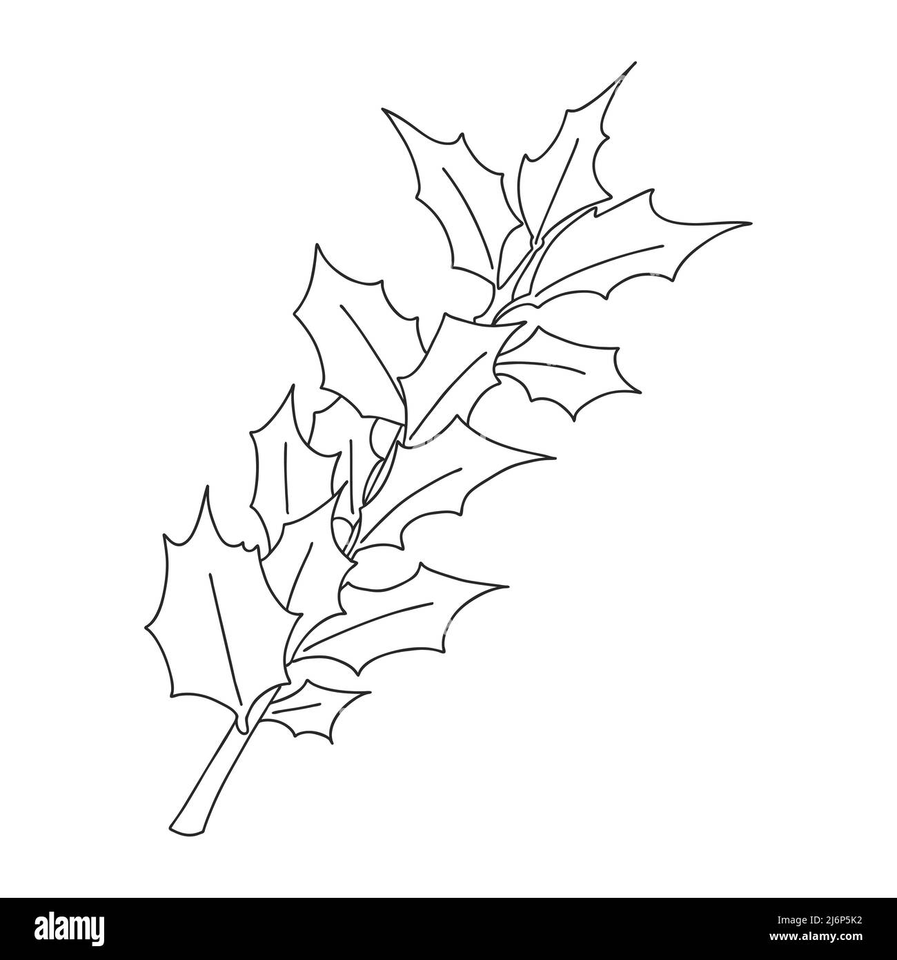 Holly branch with leaves. Botanical design element for magazines, articles and brochures, menus and recipes. Simple black and white vector illustratio Stock Vector
