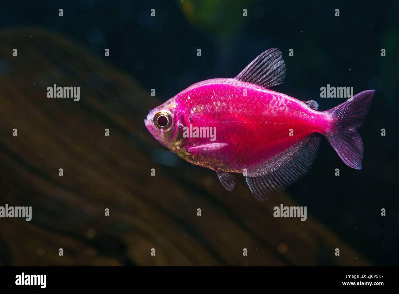 Aquarium with pink colored glofish. Gymnocorymbus ternetzi. Stock Photo