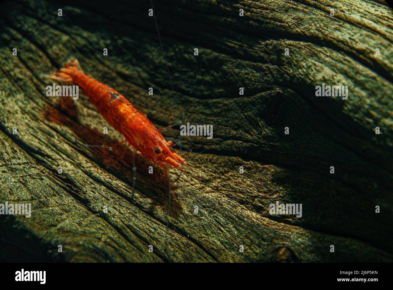 Shrimp in freshwater aquarium. Neocaridina davidi or Rili shrimp. Stock Photo