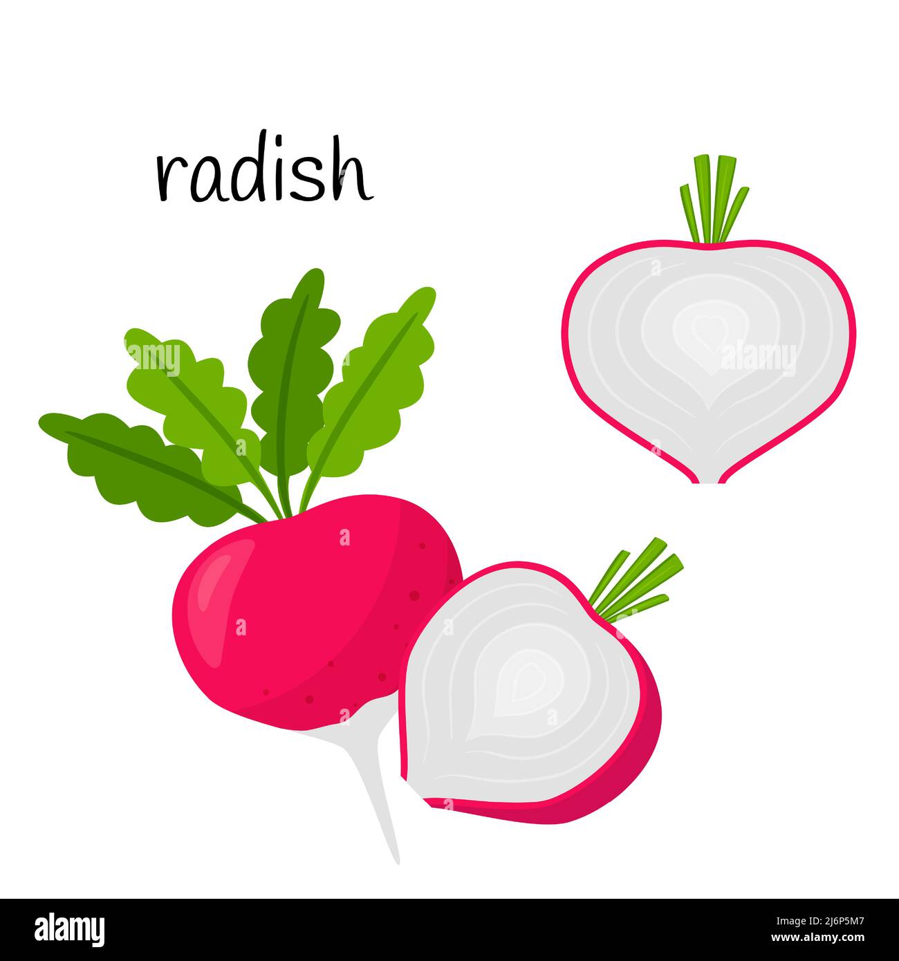 Raw radish with tops. Whole and half in cross section. Vegetable, root
