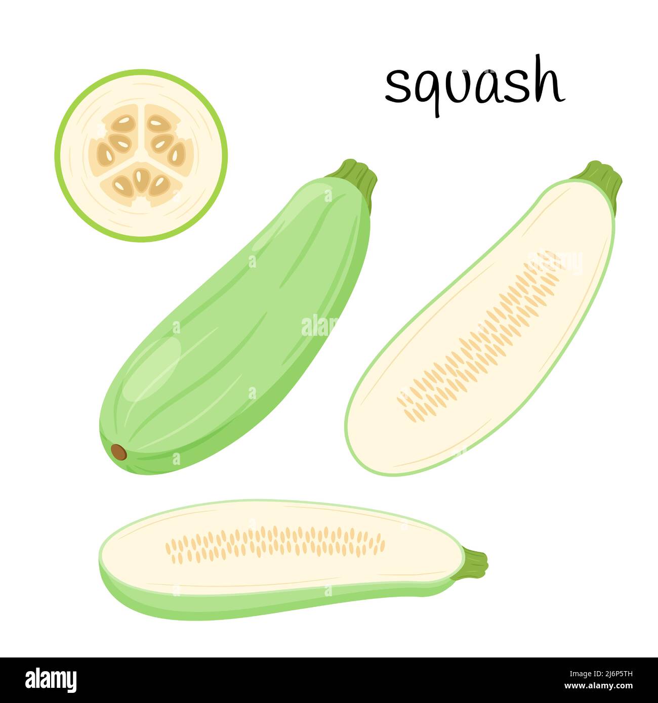 Zucchini is fresh. Squash whole, half with seeds and slice in cross section.Vegetable, ingredient, the element of packaging design for food, recipes. Stock Vector
