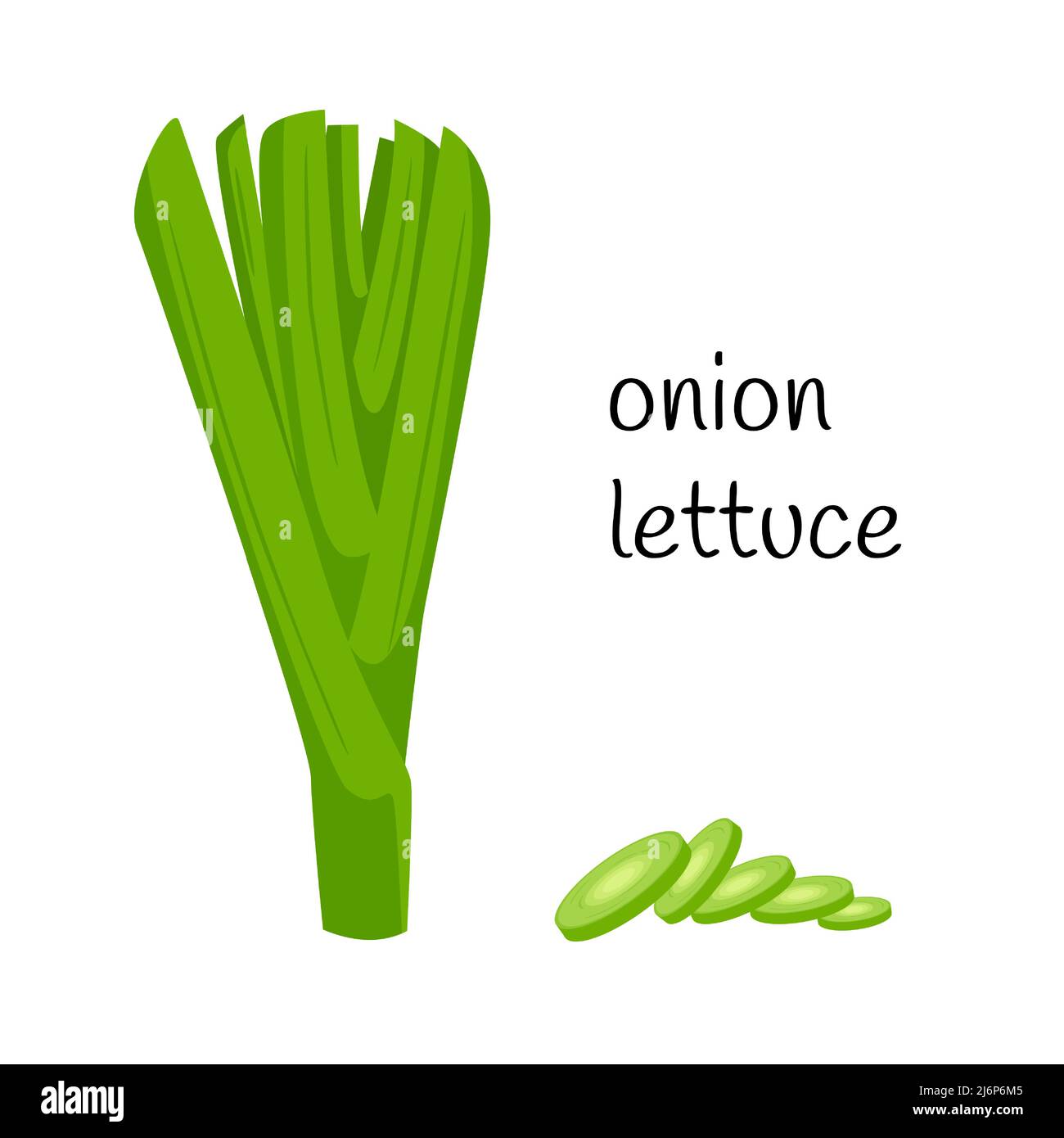 Onion-lettuce. The stems of green onions. Ingredient, an element for the design of food packaging, recipes, and menus. Isolated on a white background Stock Vector
