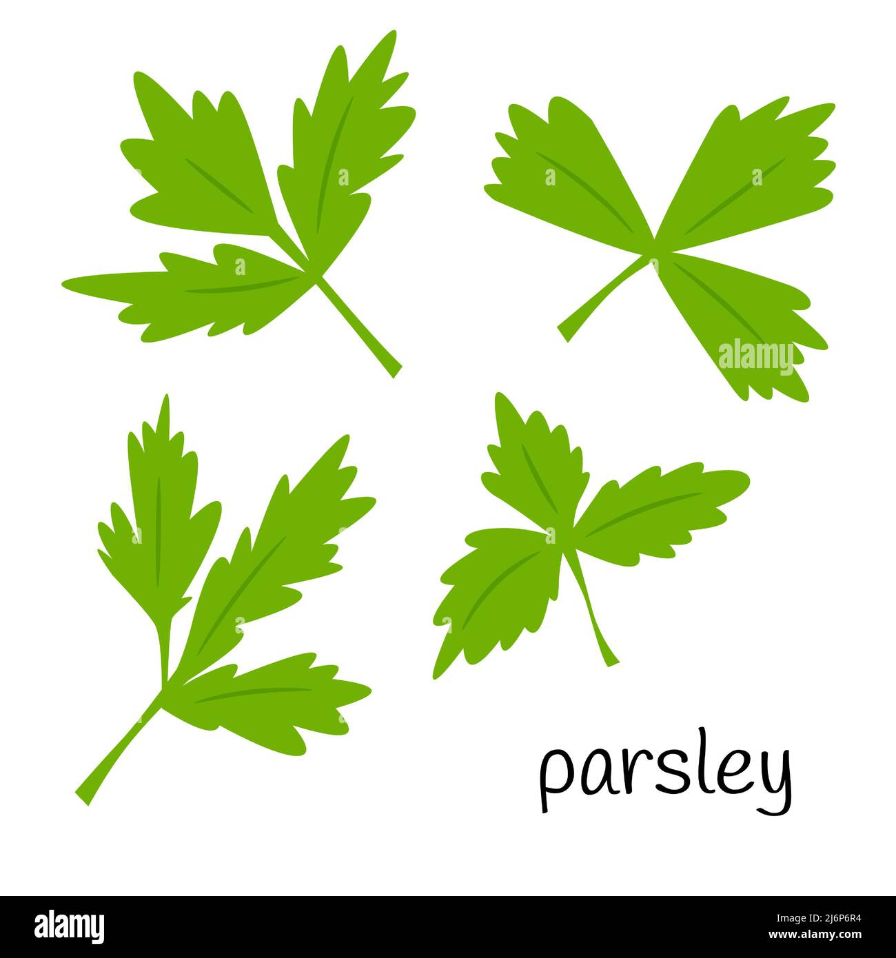 Parsley leaves, greens for salad. Ingredient, an element for the design of food packaging, recipes, and menus. Isolated on a white background vector i Stock Vector