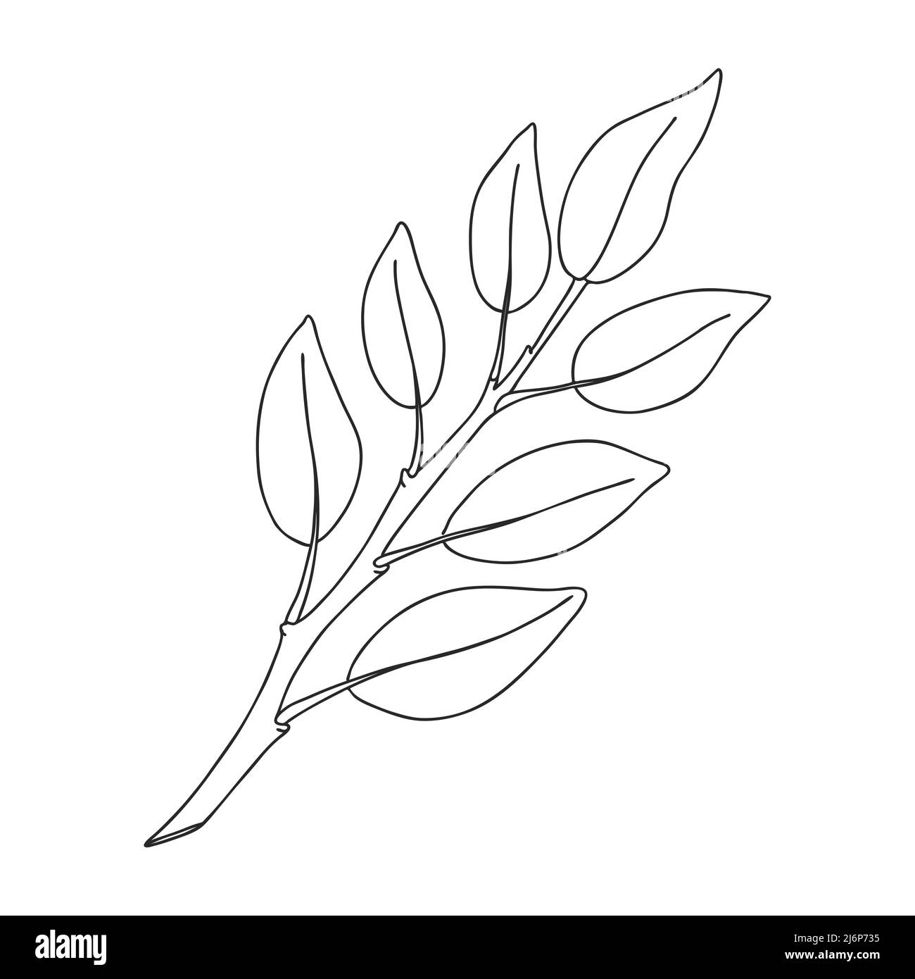 A sprig of plants with leaves on the stem. Botanical decorative element