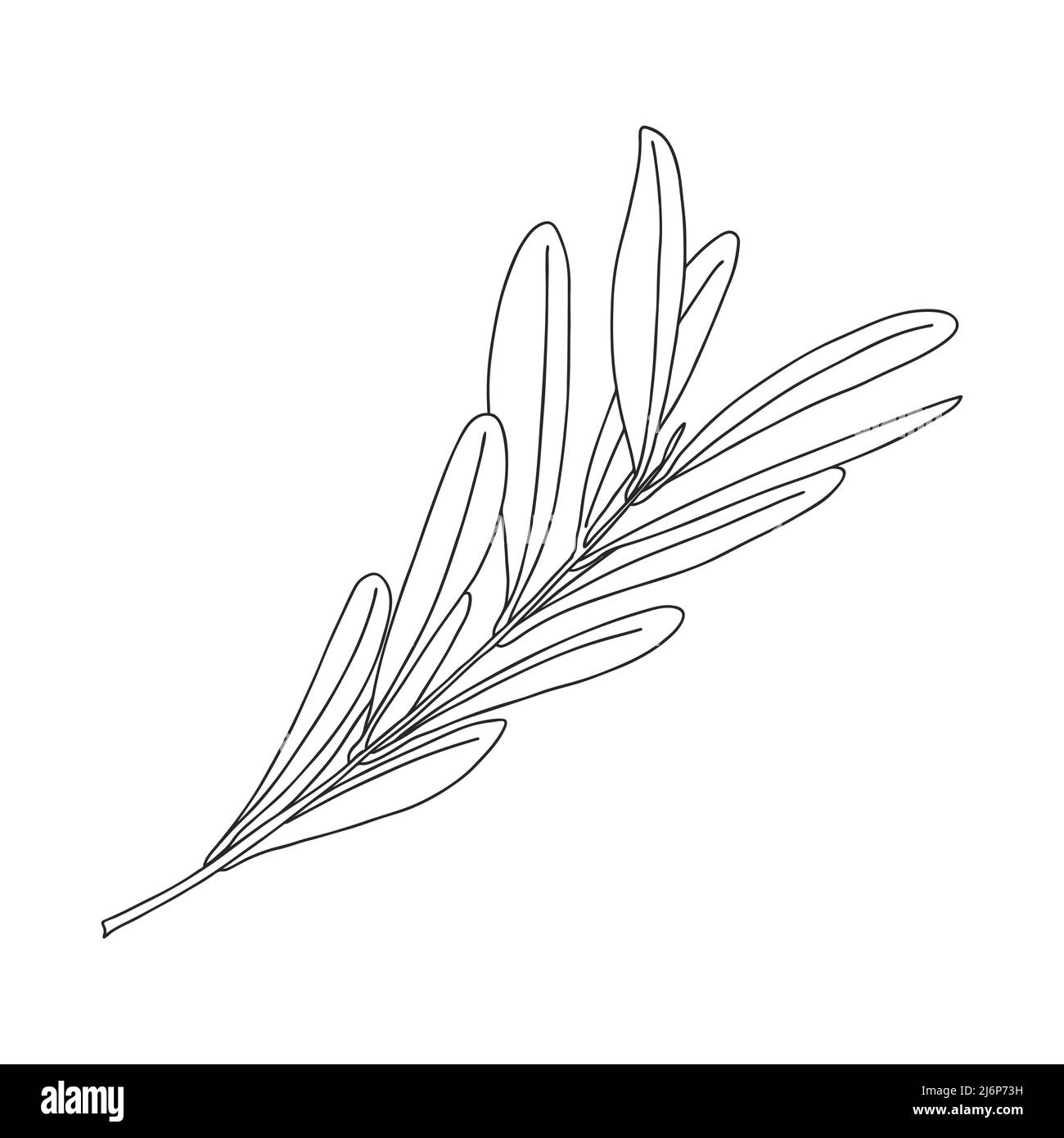 Olive tree branch with leaves. Botanical design element for magazines, articles and brochures, menus and recipes. Simple black and white vector illust Stock Vector