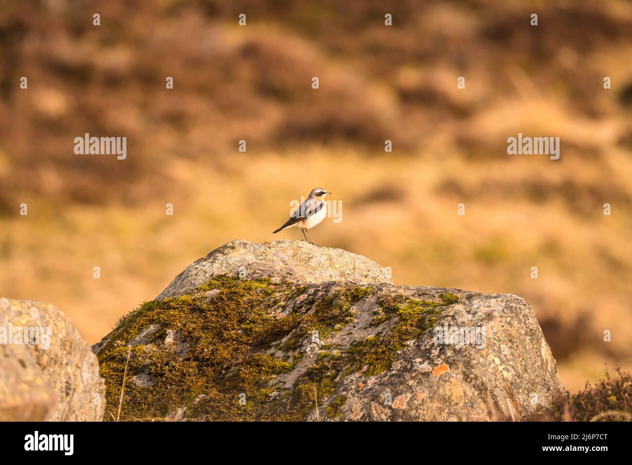 Male Wheatear (Oenanthe oenanthe) perched on moss covered rock in the Cairngorms National Park, Perthshire Scotland UK. March 2022 Stock Photo