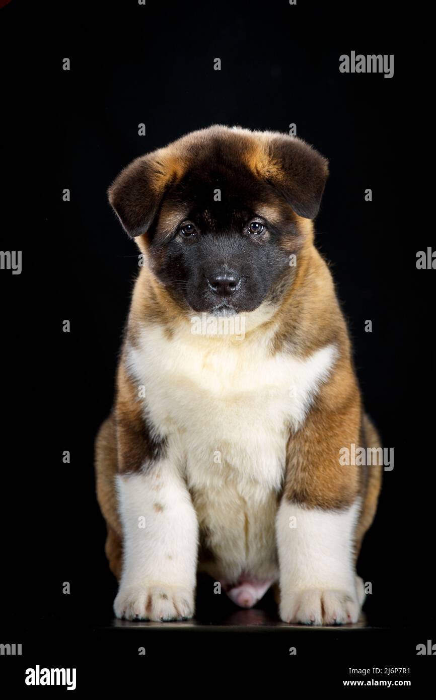Little akita dog 2025