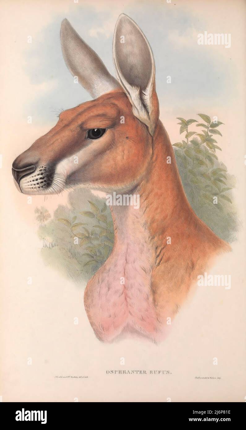 The red kangaroo (Osphranter rufus) is the largest of all kangaroos, the largest terrestrial mammal native to Australia, and the largest extant marsupial. It is found across mainland Australia, except for the more fertile areas, such as southern Western Australia, the eastern and southeastern coasts, and the rainforests along the northern coast. Natural History artwork from the book ' The mammals of Australia ' by John Gould, 1804-1881 Publication date 1863 Publisher  London, Printed by Taylor and Francis, pub. by the author Volume 2 (1863) Stock Photo