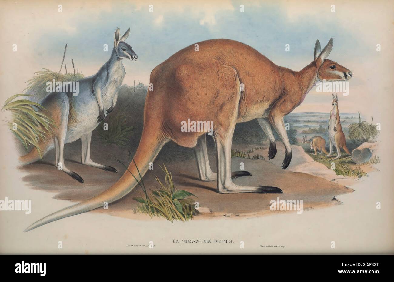 The red kangaroo (Osphranter rufus) is the largest of all kangaroos, the largest terrestrial mammal native to Australia, and the largest extant marsupial. It is found across mainland Australia, except for the more fertile areas, such as southern Western Australia, the eastern and southeastern coasts, and the rainforests along the northern coast. Natural History artwork from the book ' The mammals of Australia ' by John Gould, 1804-1881 Publication date 1863 Publisher  London, Printed by Taylor and Francis, pub. by the author Volume 2 (1863) Stock Photo