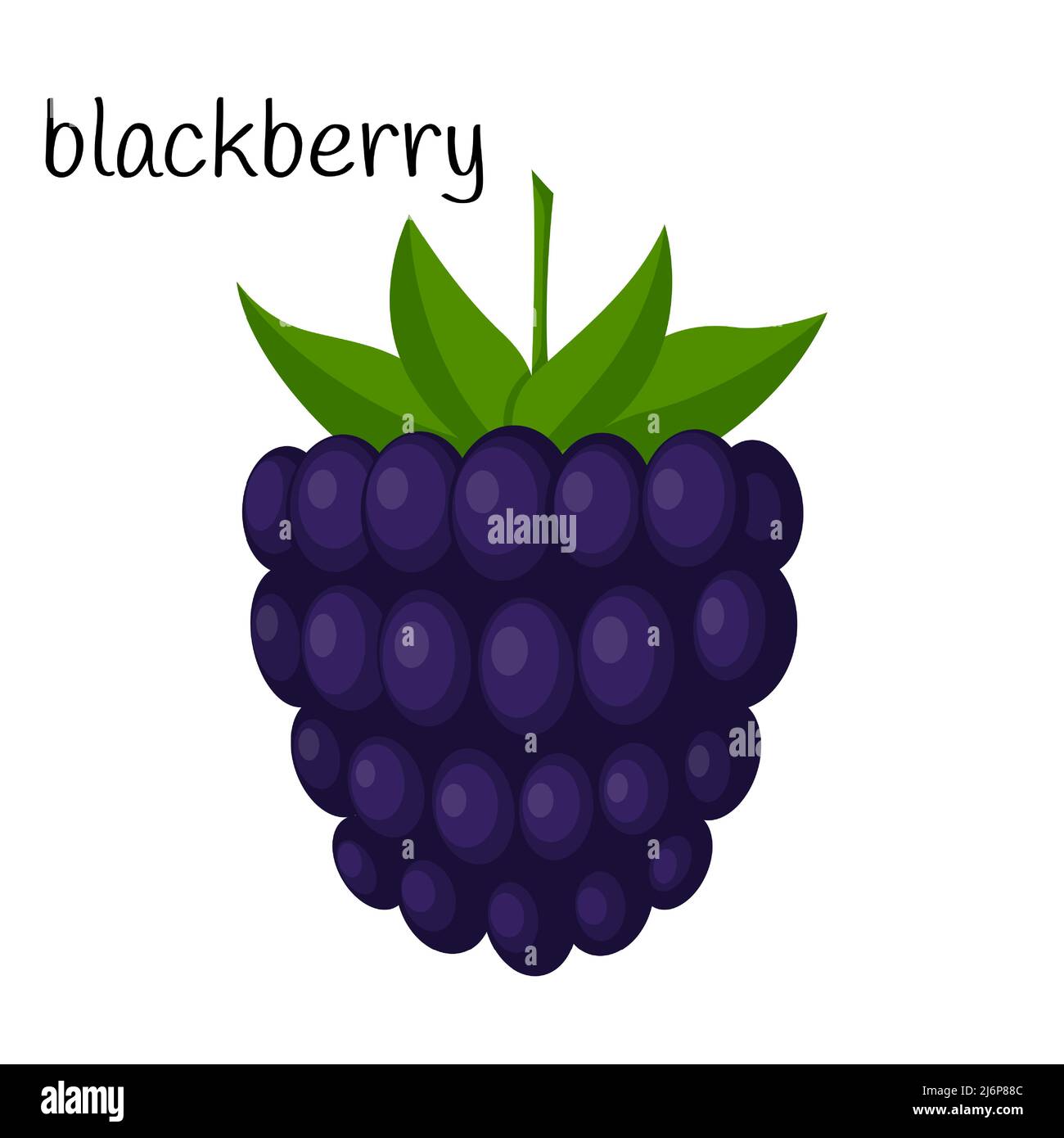 Blackberries with leaves. A single illustration. Fruit, berry icon. Flat design. Color vector
