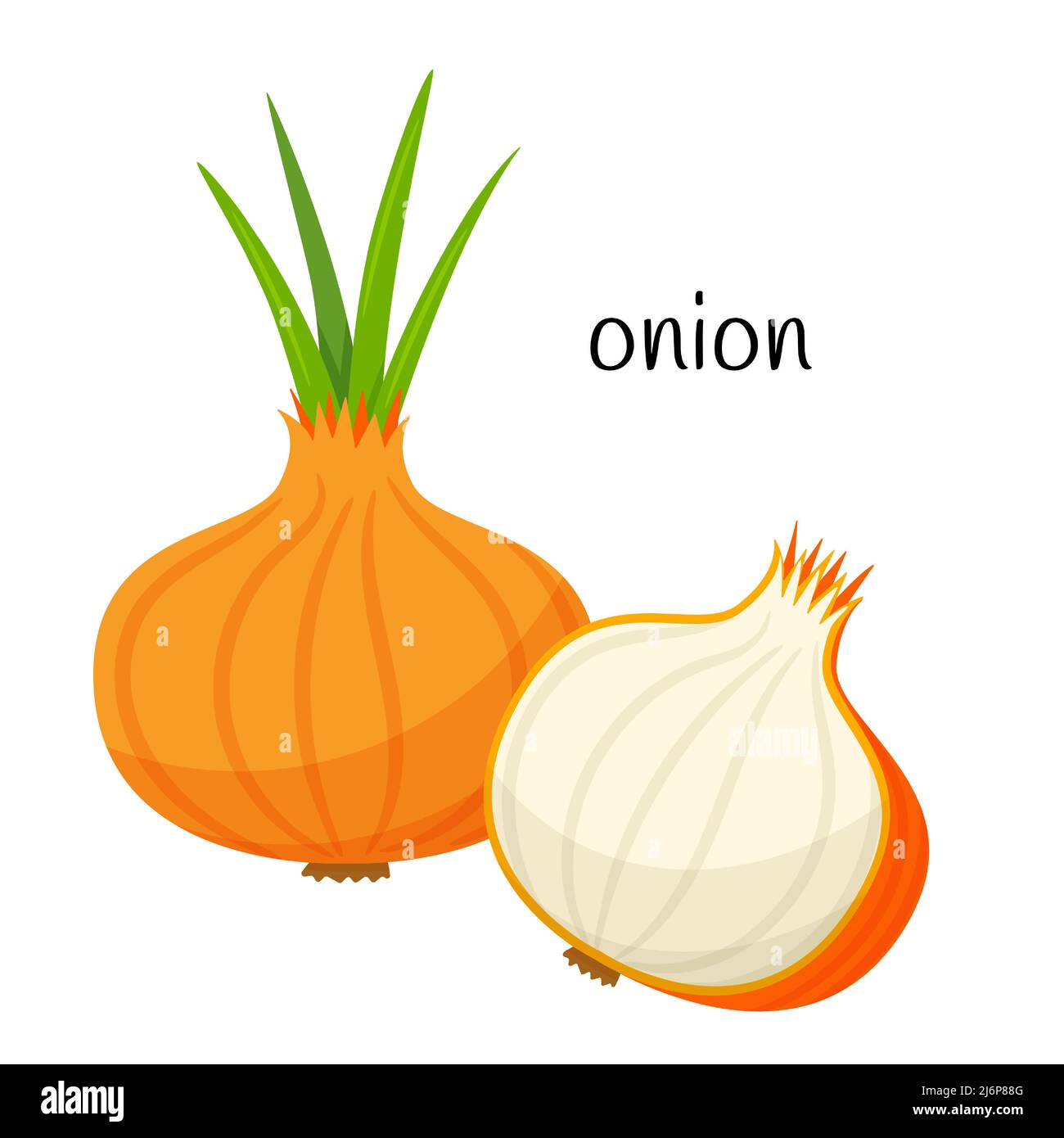 Onion whole and half in cross section. Vegetable, ingredient, food packaging design element, recipes, menu. Isolated on white vector illustration in f Stock Vector